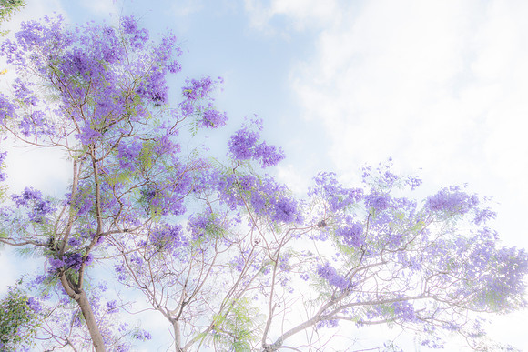 Maor Jacarandas Abstract 200528-1