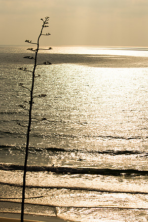 Seascape from Shaked Tayelet 190804-12