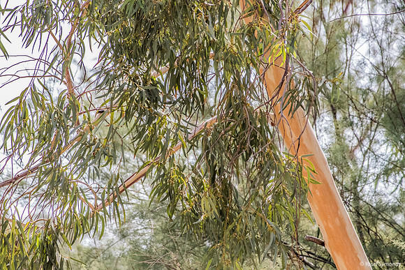 Eucalyptus Tree On Jordanian River Bank