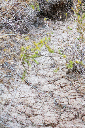 Path Testifies to Heat in Eilat 1