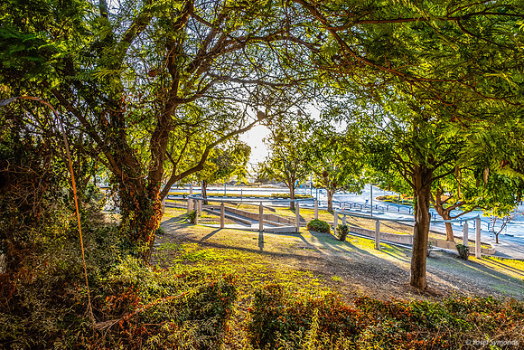 Morning Sunlight Park HaBesor 250105-1