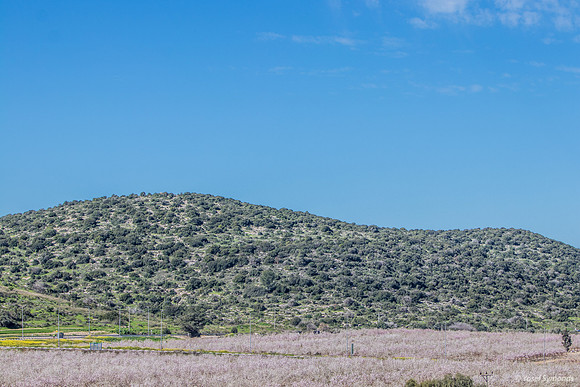 View Across Kibbutz to Lupin Hill 200228-2