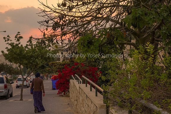 Hayarkon Street at Sunset 2
