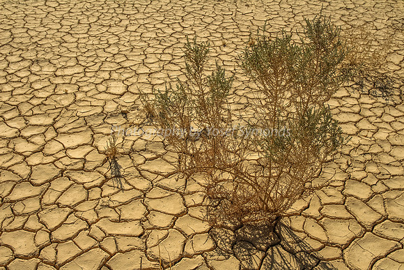 Parched Earth in Negev 150930-3