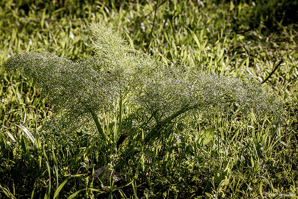 Lace-Like Green Plant 200216-1