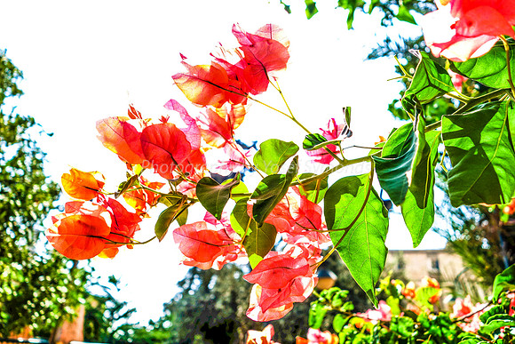 Bougainvillea Backlit FA-1