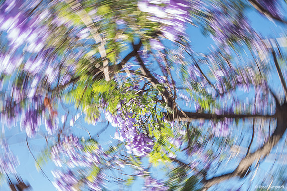 Jacaranda Maor Spinning 200526-8