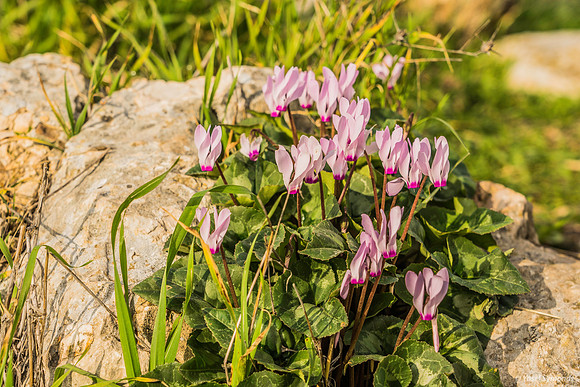 Pink Cyclamen 200216-11