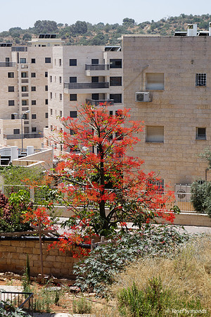 Red Tree Brightening Stone and Concrete 1