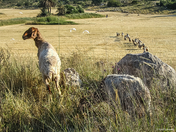 Yarmut Valley Sheep 050501-2