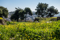 Mount of Olives and Olive Heights Settlement 200303-3