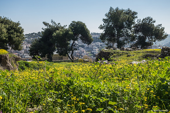 Mount of Olives and Olive Heights Settlement 200303-3