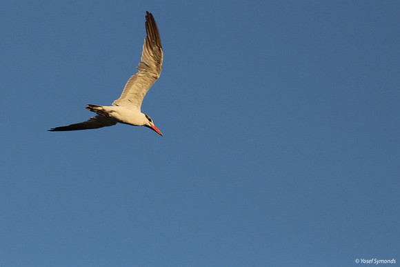 Lesser-crested Tern at Eilat 1