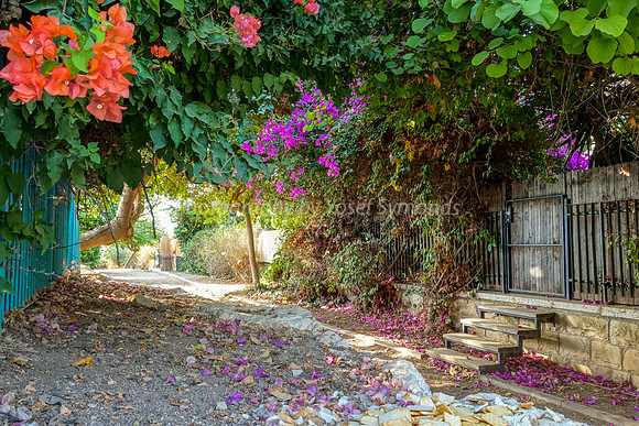 Petalled Lane RBSA - 10