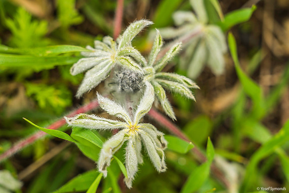 Hairy Leaves 200216-1