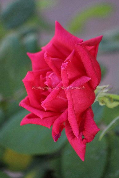 130912-Roses-4545