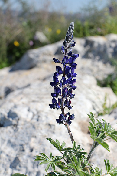 Lupin in Front of Rock