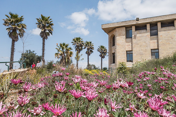 Pink Flowers in Front of Ofra Synagogue 190423-3