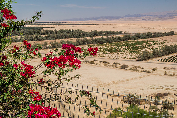 Bougainvilleas Overlooking Fields of Groft 180605-6