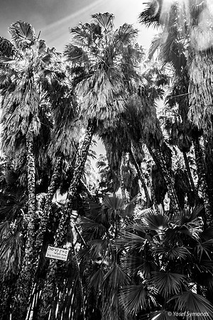 Washington Palm Grove 240516-1