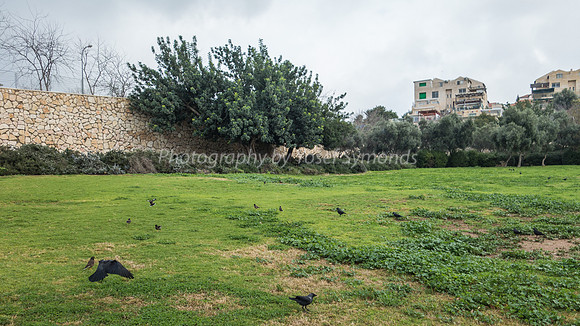Birds at Home in Park Ayalon 181230-4