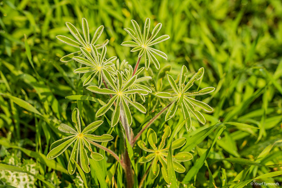 Droplets on Lupin Petals 200216-5