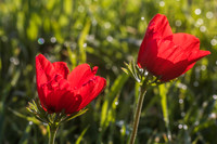 Pair of Anemones 200216-3