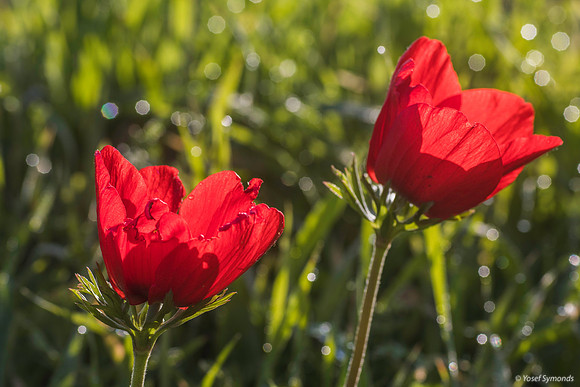 Pair of Anemones 200216-3