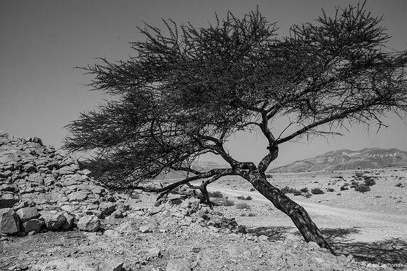 Wind in the Desert ()monochrome)-191004-7