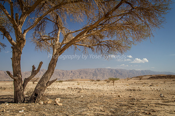 Acacia Tree in Negev 150930-10