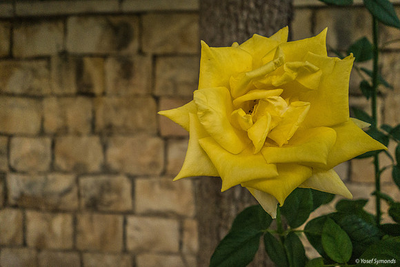 Roses in Carpark 200630-6