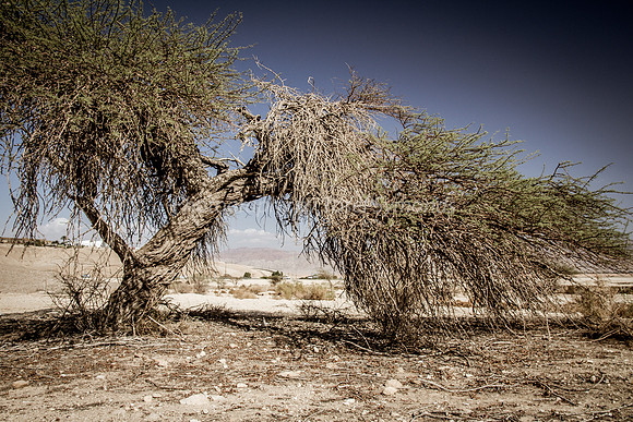 Acacia Tree in Negev 150930-5