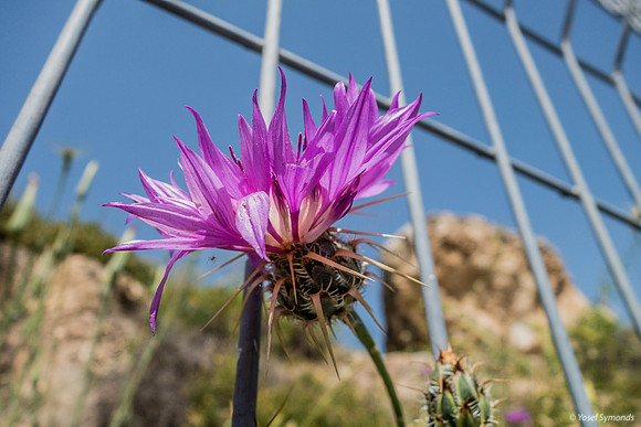 Scotch Thistle Behind Bars Refaim Street Beit Shemesh 190407-3