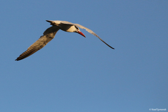 Lesser-crested Tern at Eilat 2