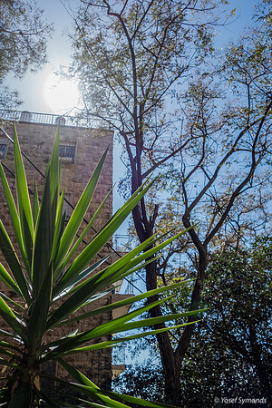 Spike Plant in Shimone Street Jerusalem 200303-1