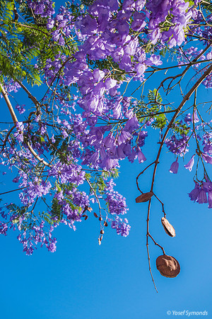 Jacaranda Maor 200526-4