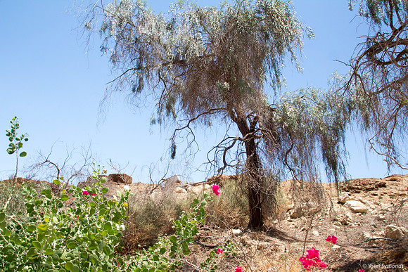 Tree on Slopes of Grofit 180605-4