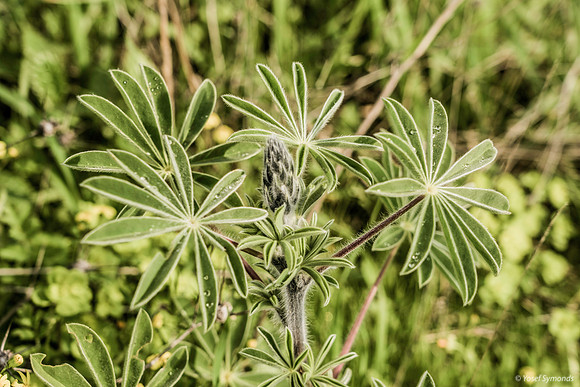 Lupin Yet To Hatch 200216-4