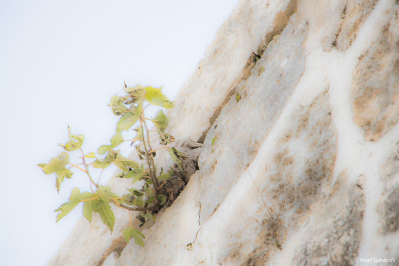 Plant  Growth from Eastern Wall 190113-3