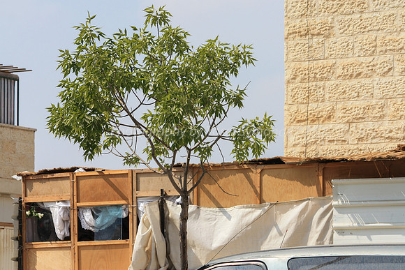 Filling in Suburban Gap Sukkah