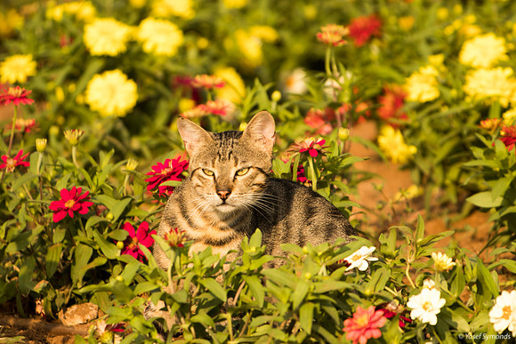 Cat on Guard in Flowers 190804-1