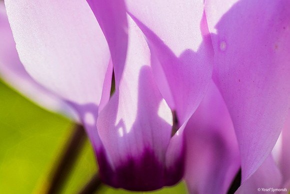 Pink Cyclamen 200216-5
