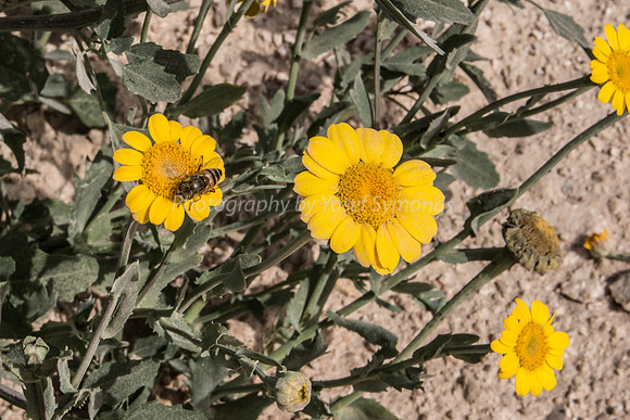 Bee on Daisies 2