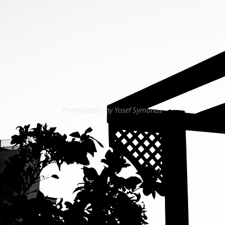 Pergola and Tree 181218-1