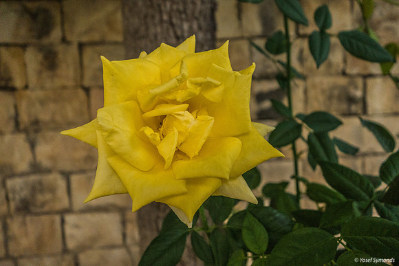 Roses in Carpark 200630-7