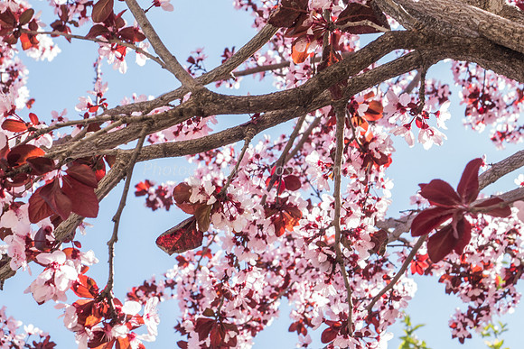 Flowering Plum 160308-1