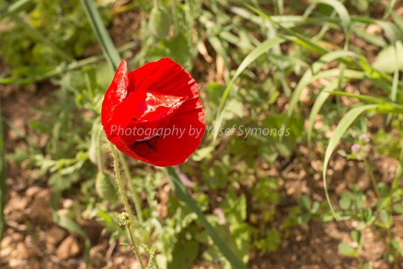 Stars of Poppy Field  180323-2