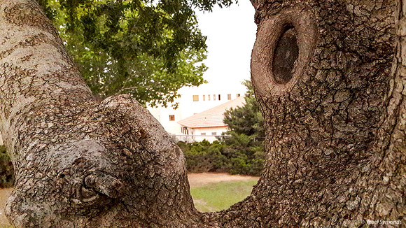 Tree Trunk 1