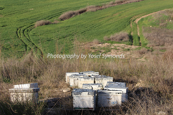 Mishkafayim 2013 Q1 Development Jan13-25 Beehives