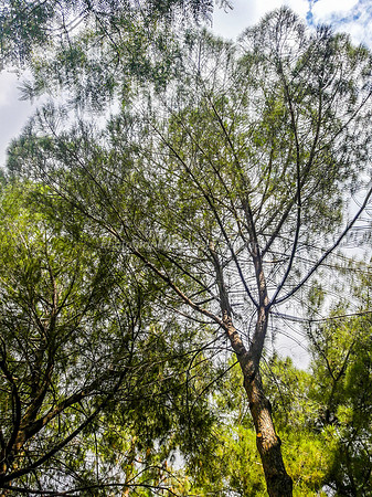 Double Exposure Tree 1